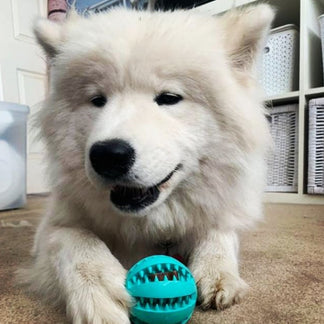 Pet Teething Rubber Food Ball