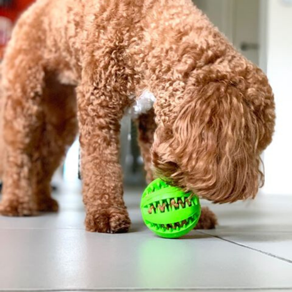 Pet Teething Rubber Food Ball